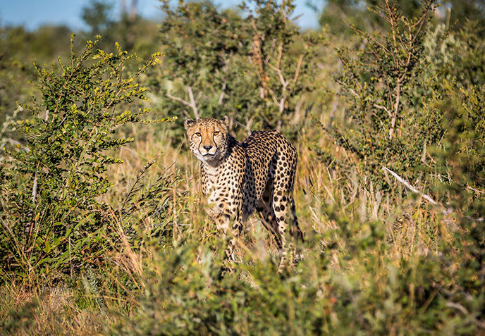 Madikwe