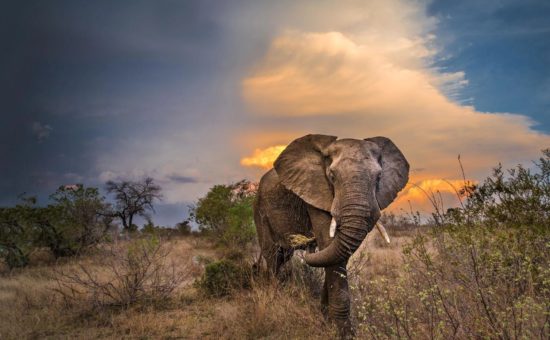 motswari-game-lodge-wildlife-elephants-08