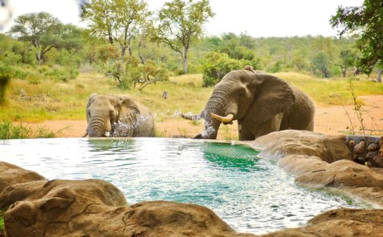 motswari-game-lodge-facilities-pool-01