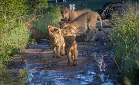 londolozi-private-granite-wildlife-lions-01