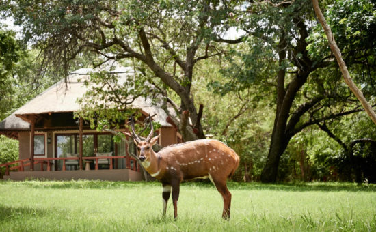 sanctuary-chobe-chilwero-lodge-exterior-wildlife-01