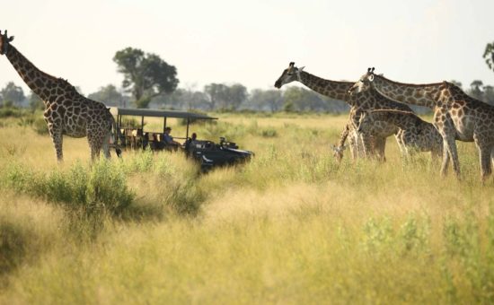 nxabega-okavango-camp-activities-game-drive-03