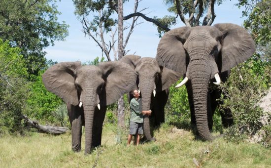 sanctuary-baines-camp-wildlife-elephants-02