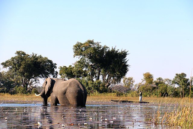 Delta do Okavango