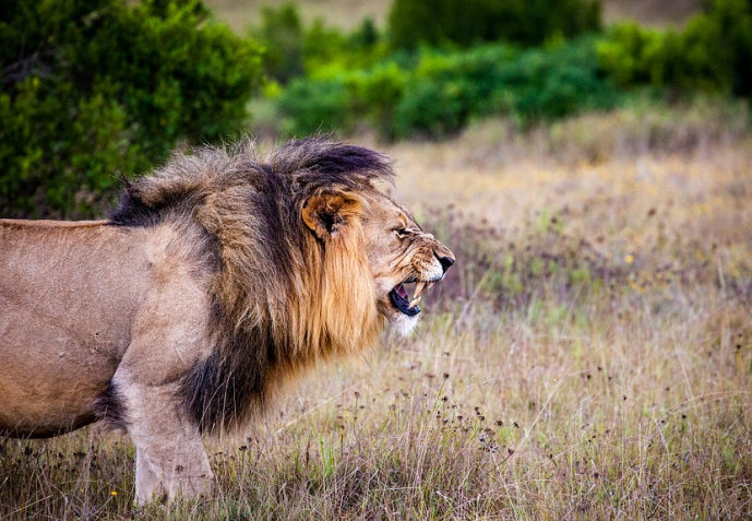 Parque Nacional Kruger