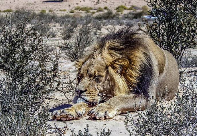 Kalahari