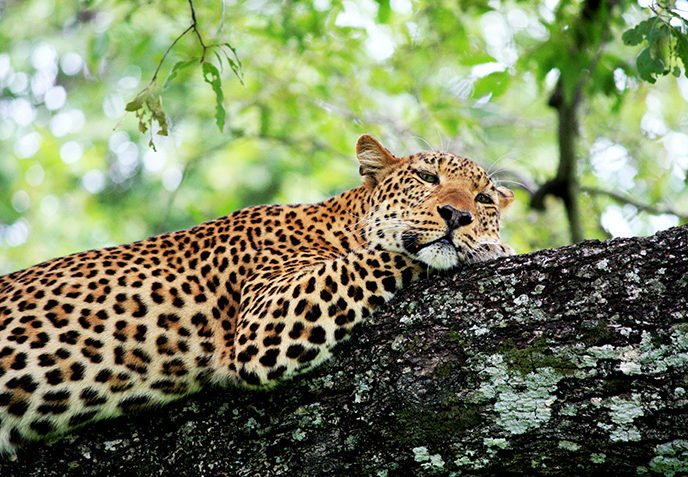 North and South Luangwa National Parks