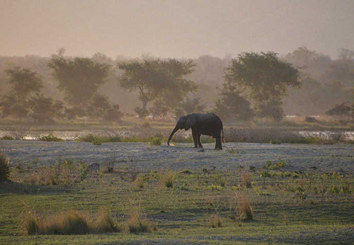 elephants