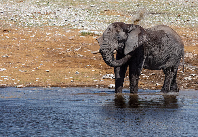 elephants