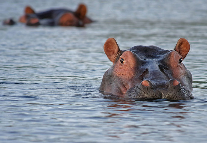 Kafue National Park