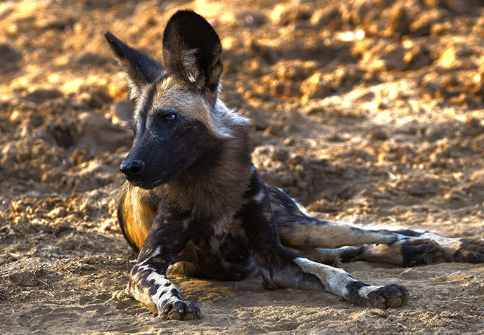 Lower Zambezi National Park