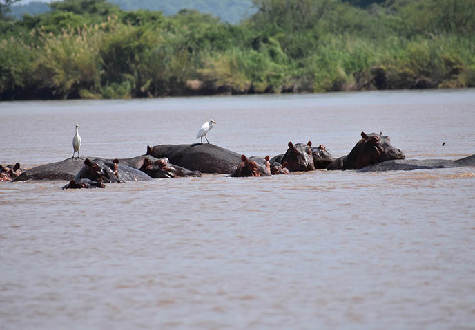 elephants